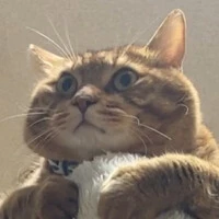 画像233