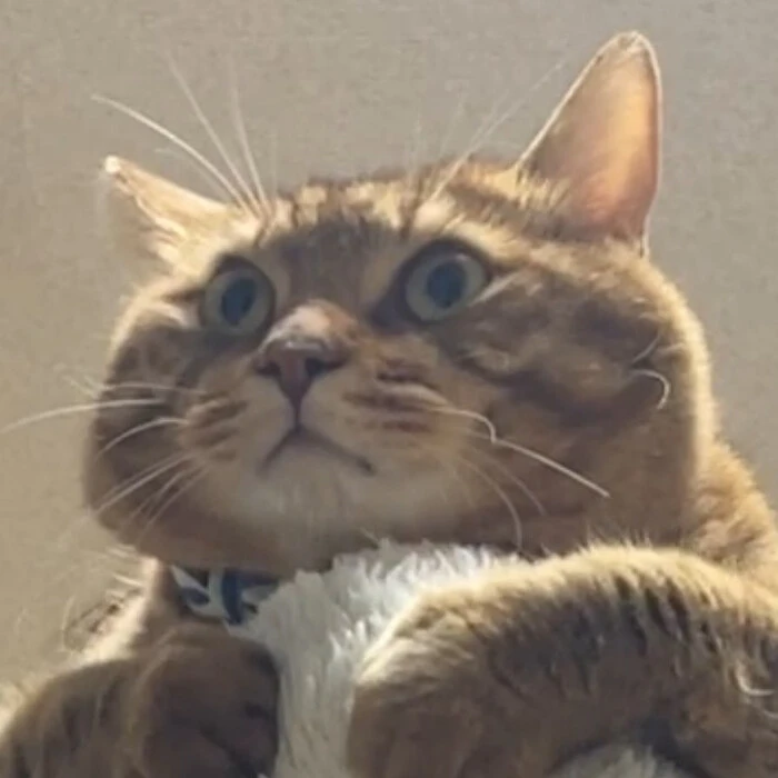 画像233
